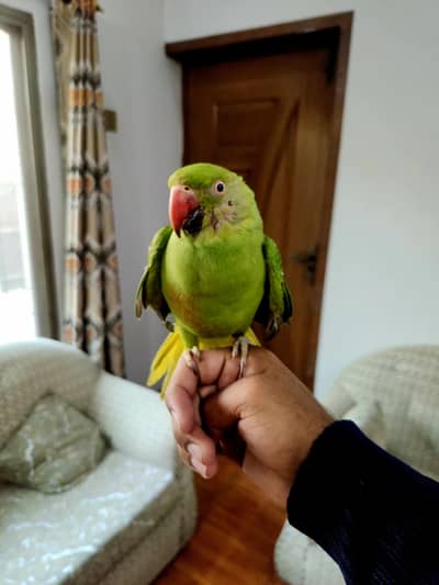 hand tame breeder female