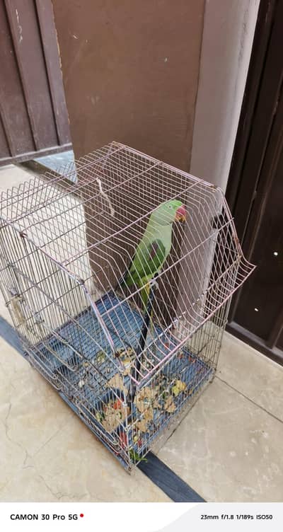 Raw Parrot Female