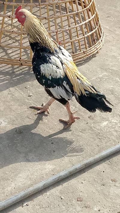 Aseel murga for sale