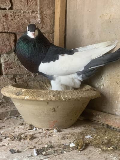 Magpie pouter Breeder