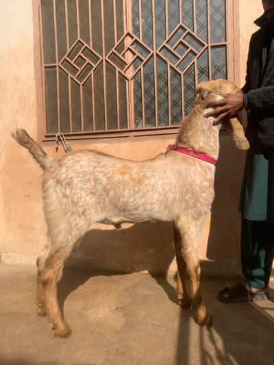 kacha kheera ha