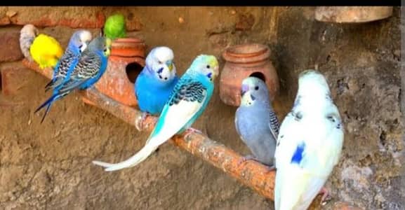 audtralian parrots availaible only 850 pair