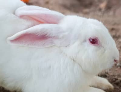 Full size red eyes white rabbit for urgent sale