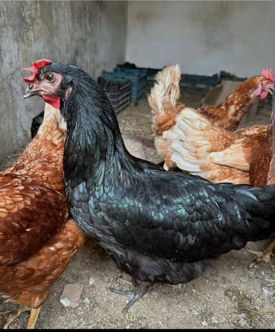 Egg laying lohman brown & Black / Golden Misri hens