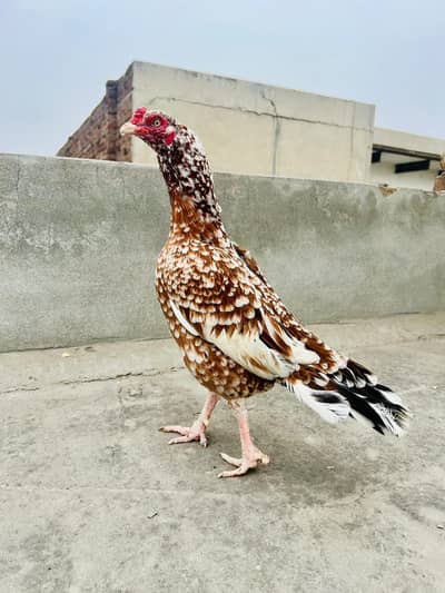 Mashallah high quality good health