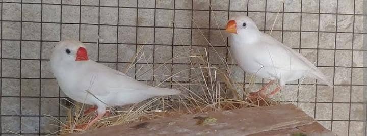 Snow white finch bangalese finch breeder fawn java pair Available