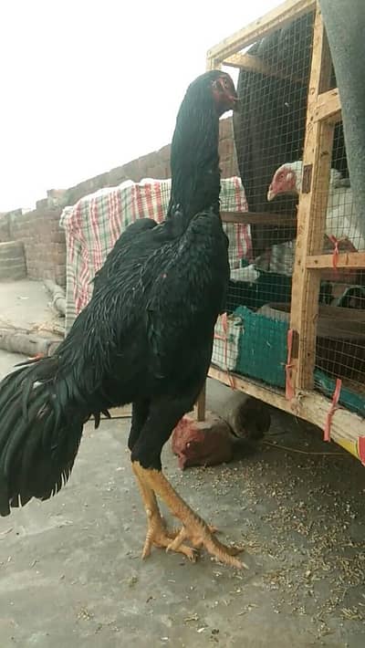 pure black shamo male