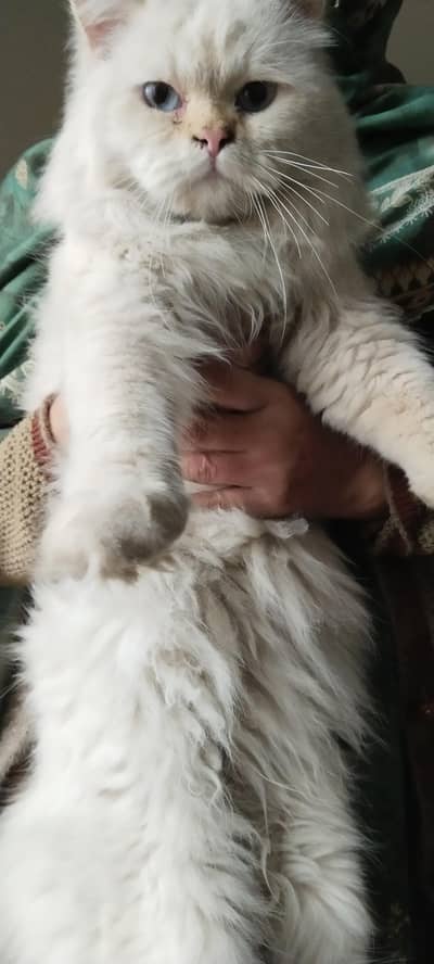 Persian male cat in blue eye 1.5 years old urgent sale