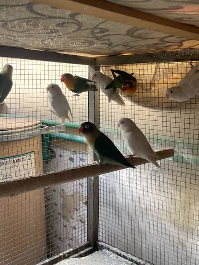 Love birds for sale and cocktail