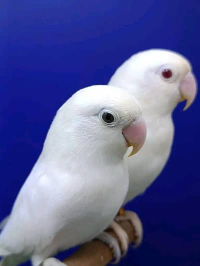 Albino Black eye/ino//B2 x Albino Red eye