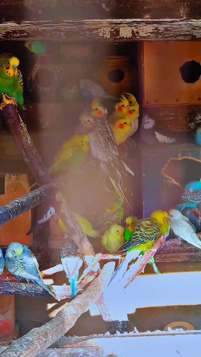 06 breader pair +12 male and feamale mix