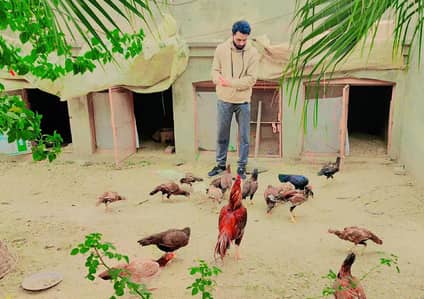 Pure peely Mianwali Aseel birds