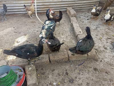 Muscavy and Desi ducks for sale total 6