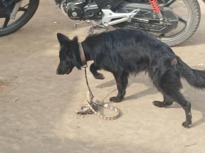 long coat GSD Female