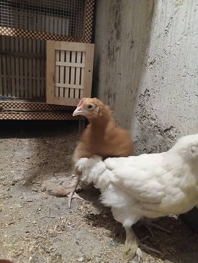 Golden buff male white female and cage sale