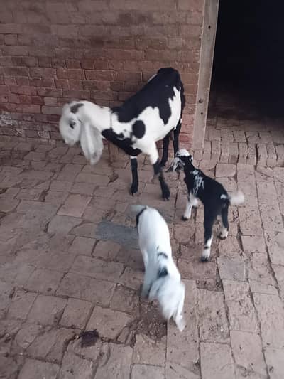 goat with  two child