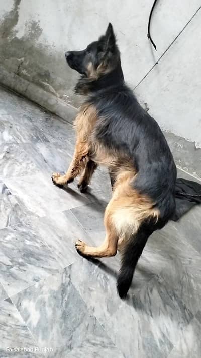 Garman shaft long cort king size