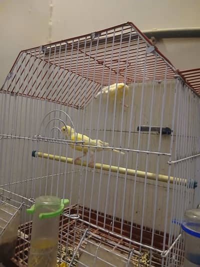 Canary Bird Pair
