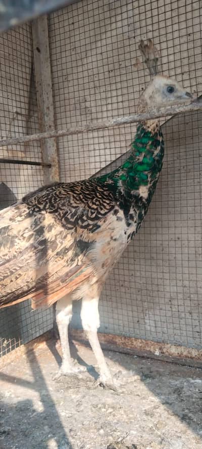 black shoulder Moor / Peacock Pair & Chicks / peacock male