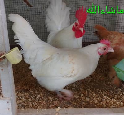 White English Game Pair