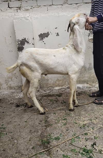 Desi bakre qurbani 2026