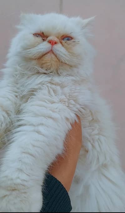 near to peki female cat