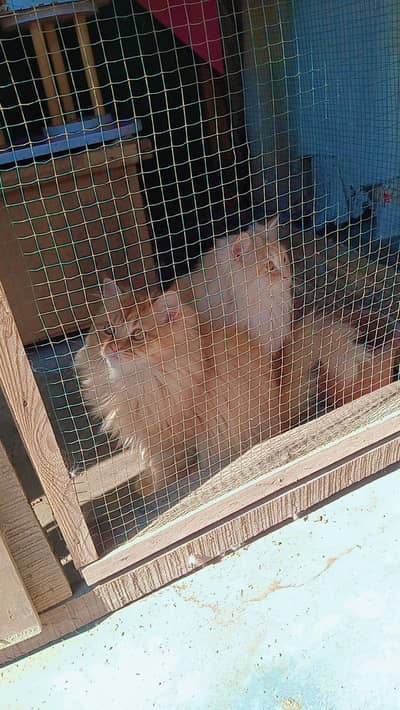 three femal cat sale