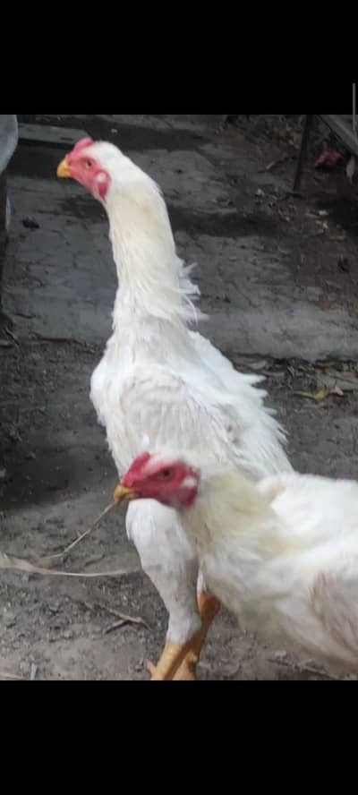 white shamo / german shamo / O shamo / japanese shamo/ shamo aseel