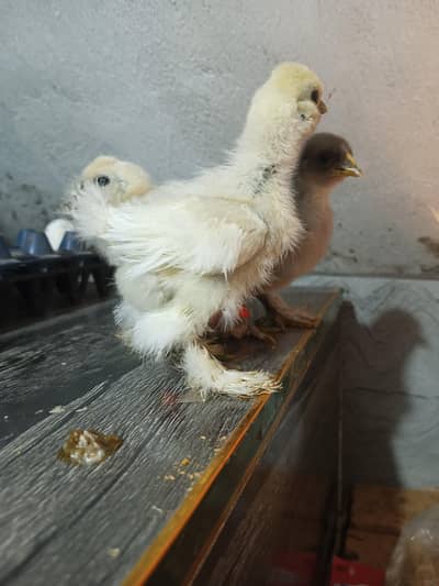 Frizzle Buntam And white Silki. Chicks available
