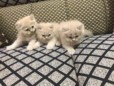white Persian kitten|Triple long coated|punch Face|Blue Eyes kittens
