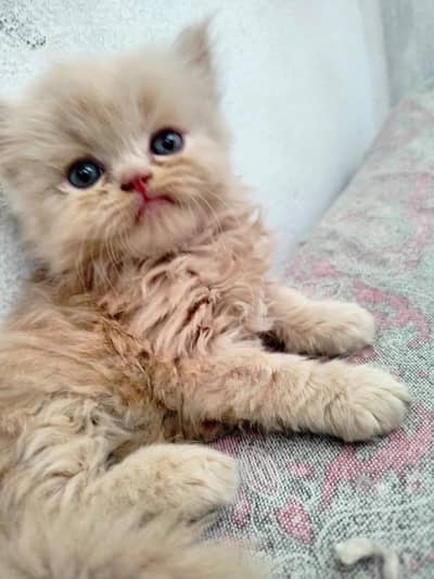 white Persian kitten|Triple long coated|punch Face|Blue Eyes kittens