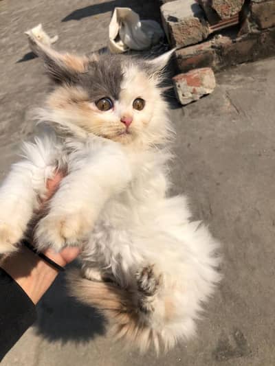 white Persian kitten|Triple long coated|punch Face|Blue Eyes kittens