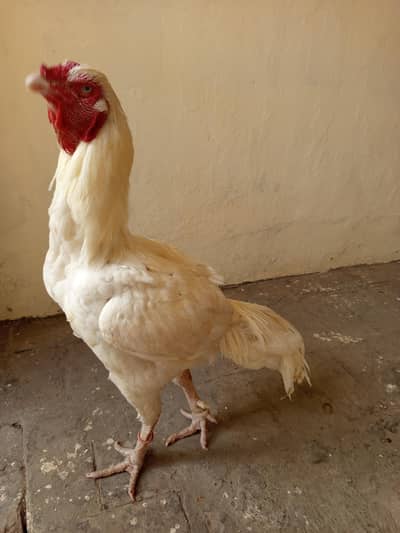 Paper white Aseel Heera Breeder male available for sale