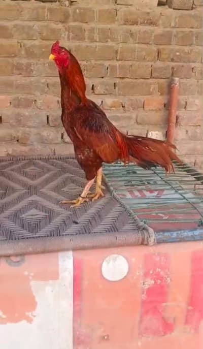 peela murga high quality 03175644153