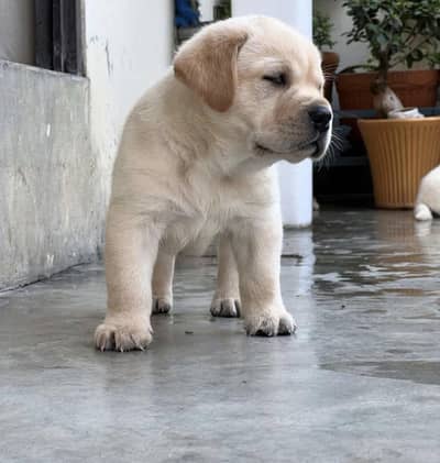 Labrador puppies 03425137217