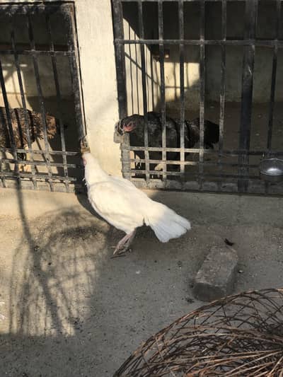 3 Heera Madiyan Paper White Guarantee k Sath