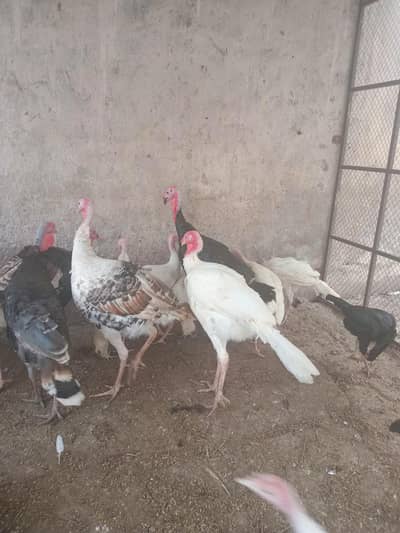 Turkey birds available