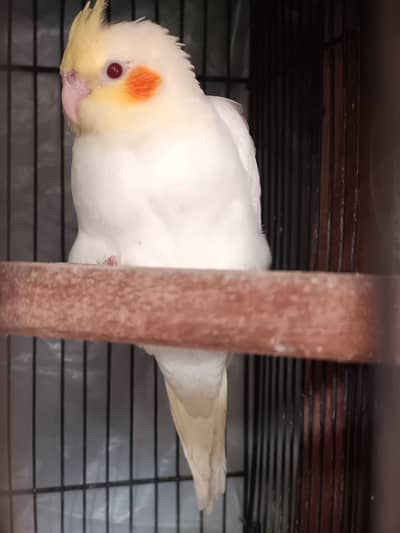 white Eno cocktail, yellow red eyes ,grey and black