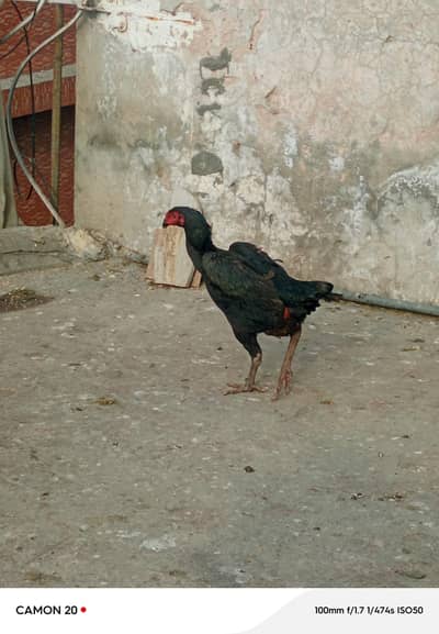 pure shamo American blackish colour