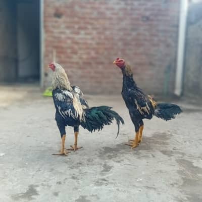 Aseel Mianwali pthas