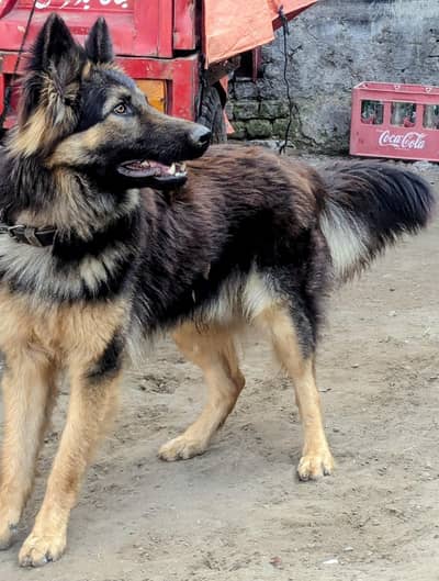 beautiful German shepherd for sale