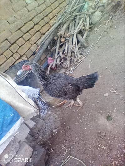 Aseel Murge for sale