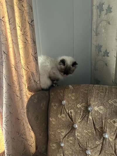 Very Rare Persian Siamese Mix Cat with blue eyes