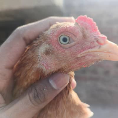 2 Aseel murgi for sale.