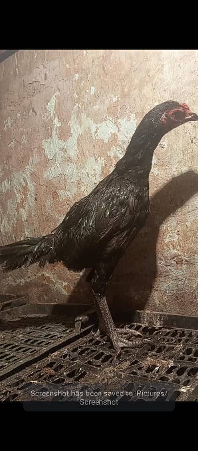 pakoya patha for sale long hight game bird