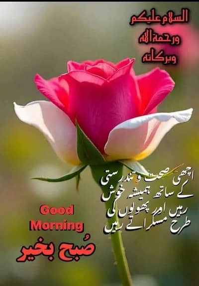 gulistan e joher ma 19 lit k supply for sale