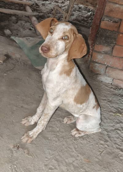 Pure Pointer England Breed