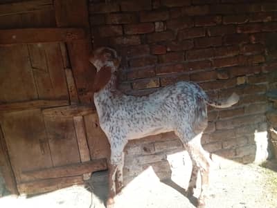 Makhi cheeni 2 dant path for sale