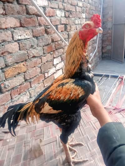 aseel murga bhej raha hoon mera yeh kaam hai