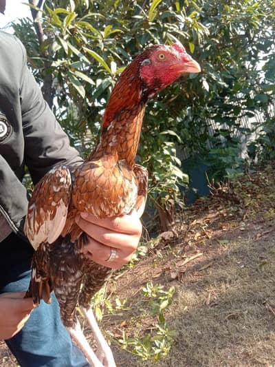 3 pairs quality Aseel for sale